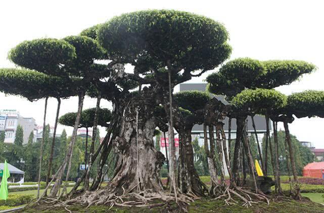 万棵树楼盘最新动态揭秘，巷弄深处的隐藏宝藏与特色小店的独特魅力探索