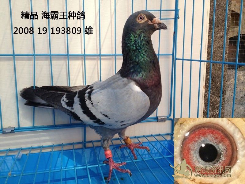 最新海霸王定价鸽的日常趣事揭秘