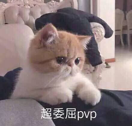 最新可爱猫咪表情包，自然美景中的心灵之旅