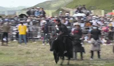 科技重塑传统挤奶比赛，智能新纪元的独特体验