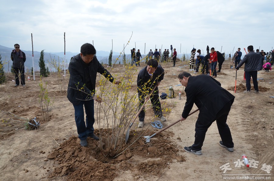 天水植树指南，任务完成与技能学习攻略