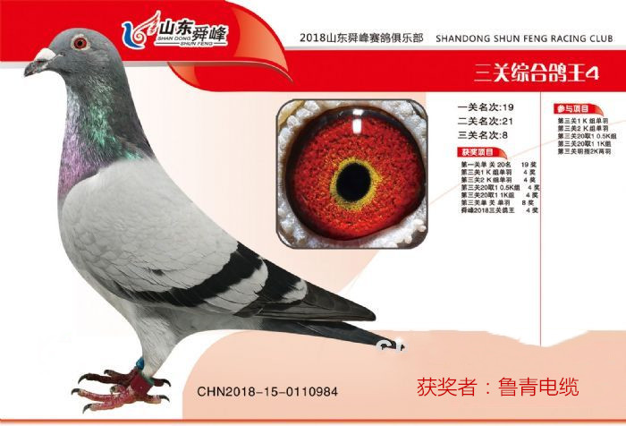 山东舜峰赛鸽公棚资讯，探讨价值与影响力