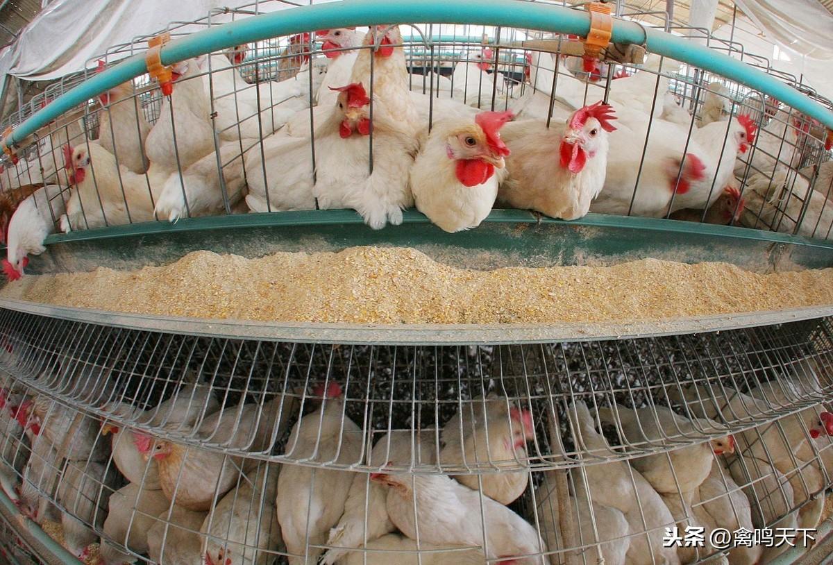 探秘小巷美味秘境，817肉鸡价格与特色小店风情揭秘